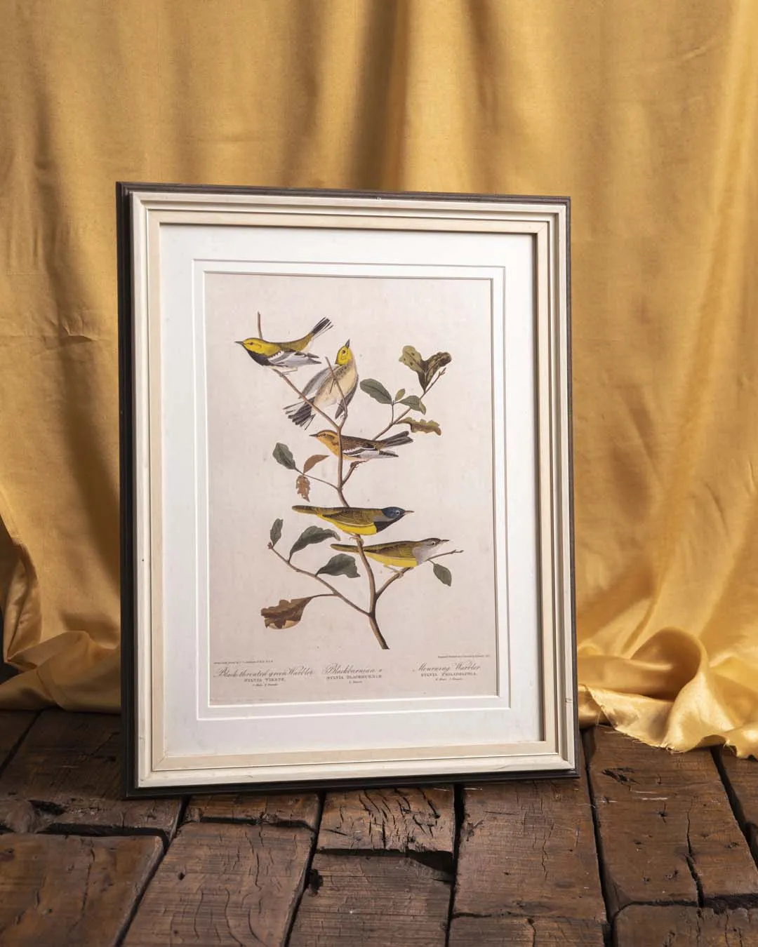 Black Throated Green Warbler, Blackburnian Warbler And Mourning Warbler Birds - Framed Wall Art